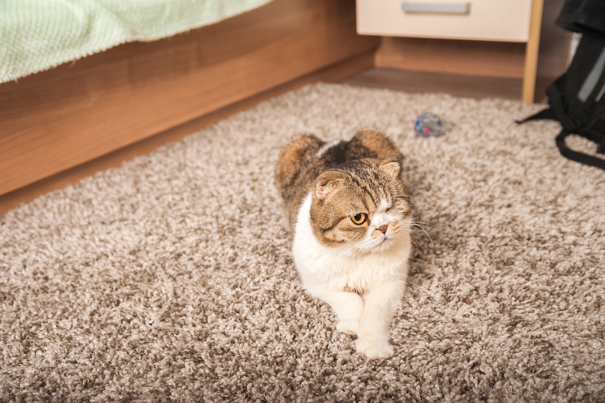The cat sleeps at home on a gray carpet The cat sleeps at home on a gray carpet