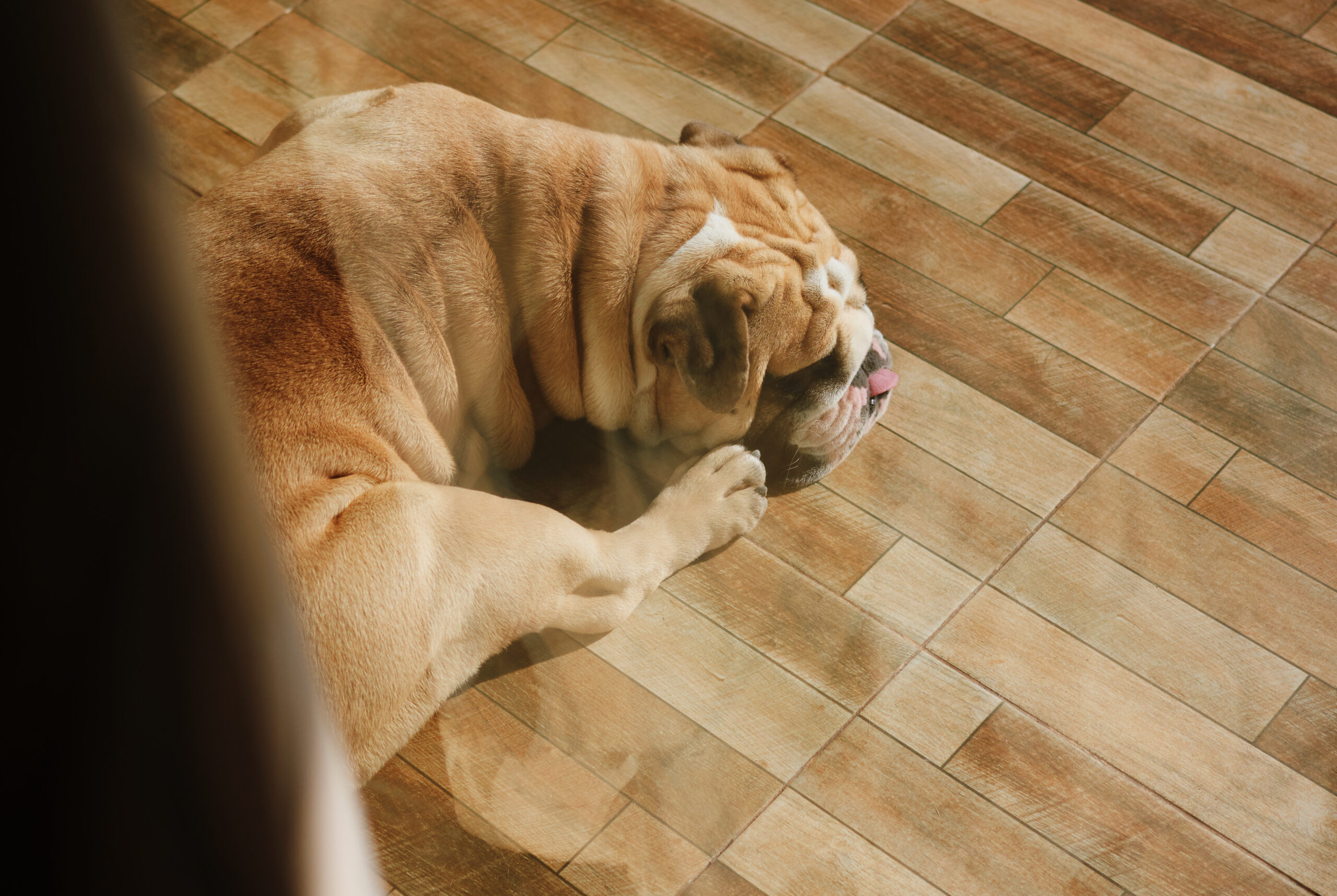 New Flooring in a house Installers